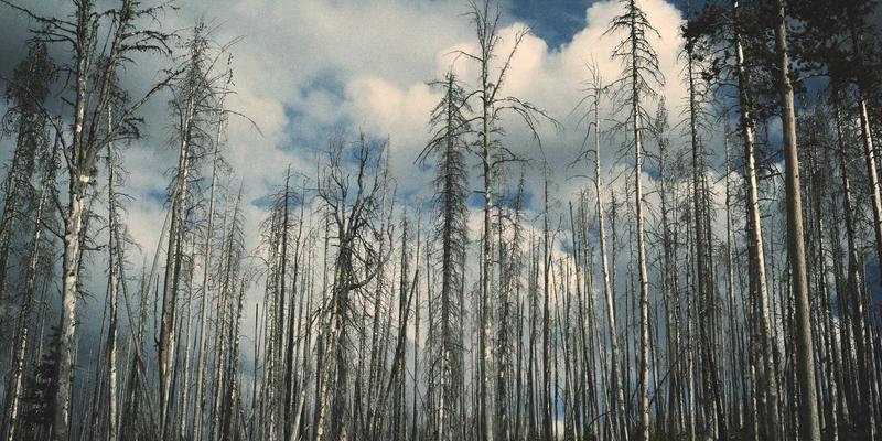 从传统三层到叶脊架构：现代数据中心网络设计的IT解决方案与编程思维