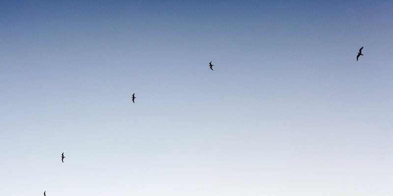 网络技术94：编程、系统集成与IT解决方案的融合创新